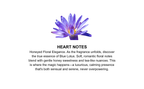 Kama Sutra Blue Lotus Pheromone Massage Oil 2 fl > Essentials > Massage Oil